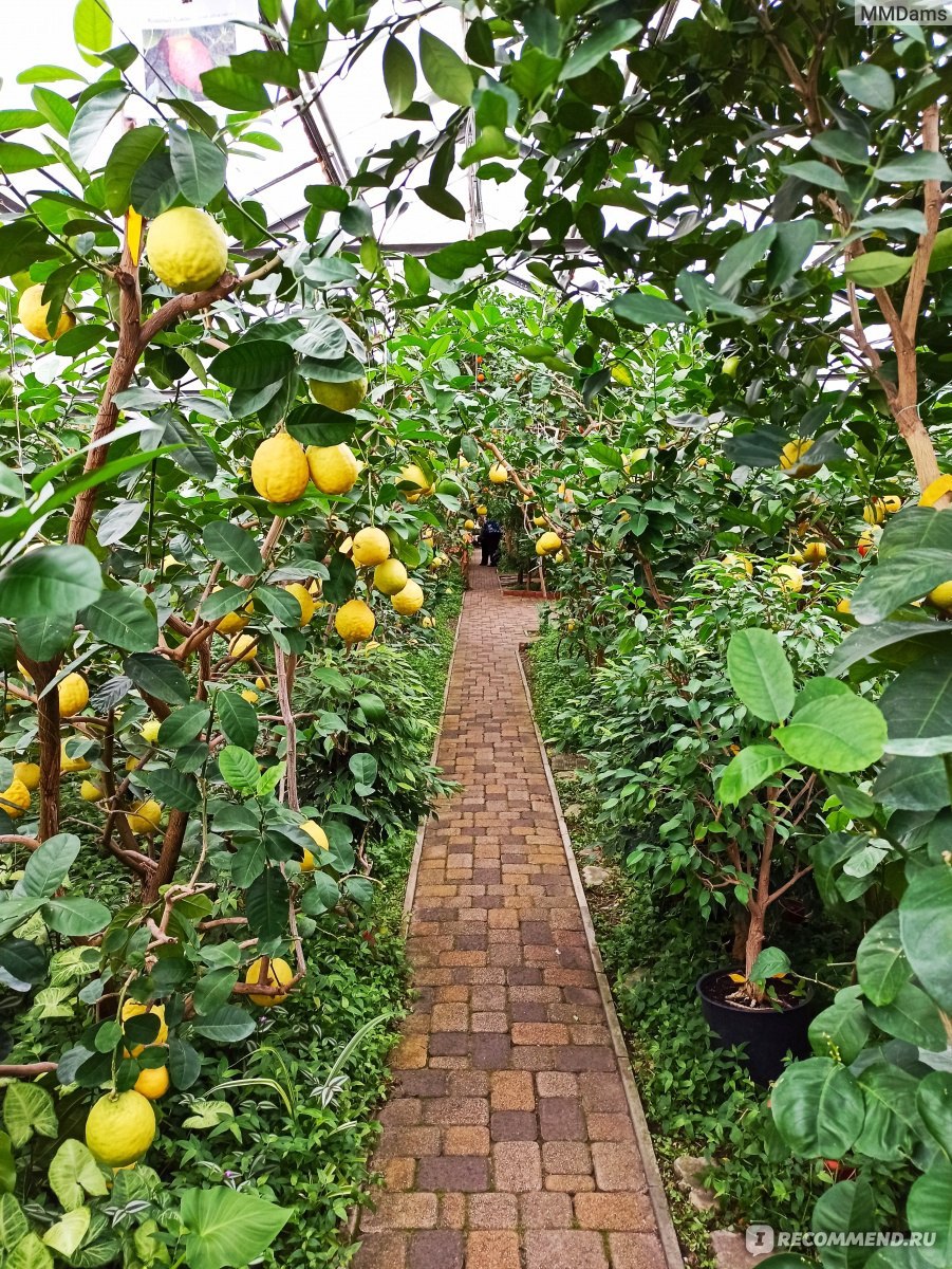 Теплица Узбекистан лимонария