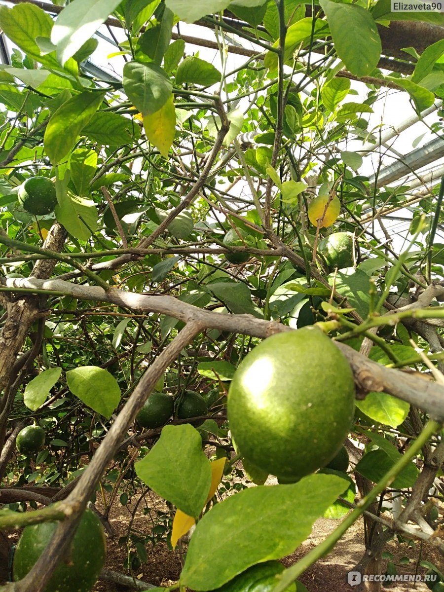 Лимоны лимонарий