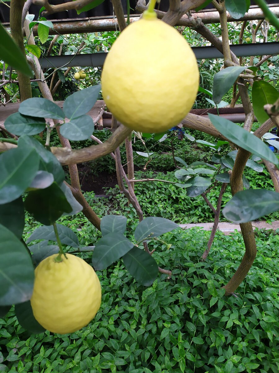 Оби мандариновое дерево