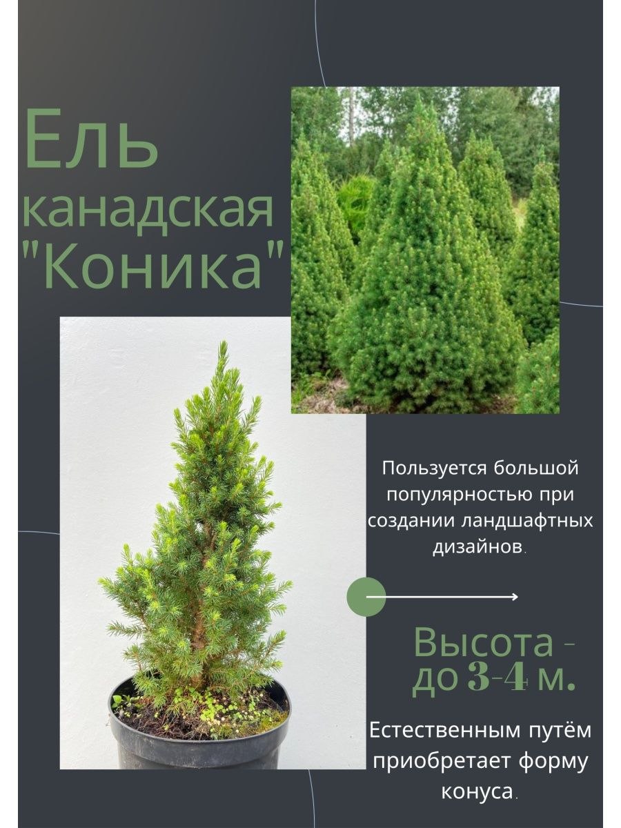 Ель канадская Дейзи Хайт