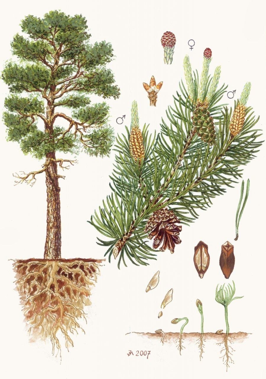 Липа мелколистная ярусность