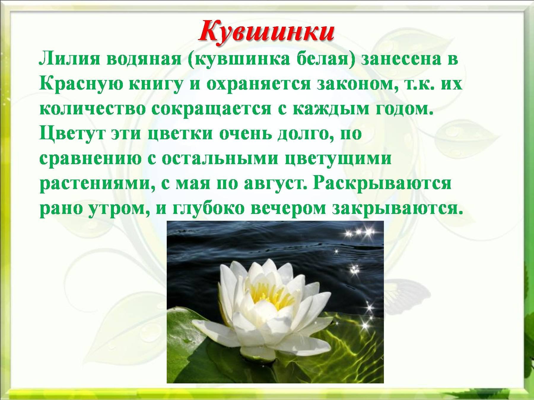 Сообщение о растении 2 класс окружающий. Растения занесенные в красную кувшинка белая. Растения красной книги кувшинка белая. Растения занесенные в красную книгу кувшинка белая. Лилия водяная белая красная книга.