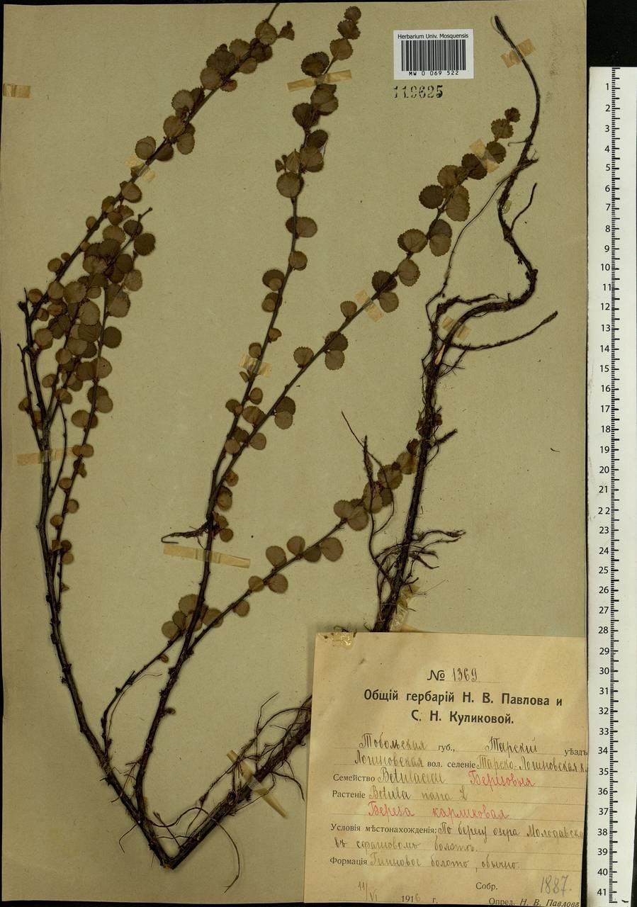 Береза карликовая Nana