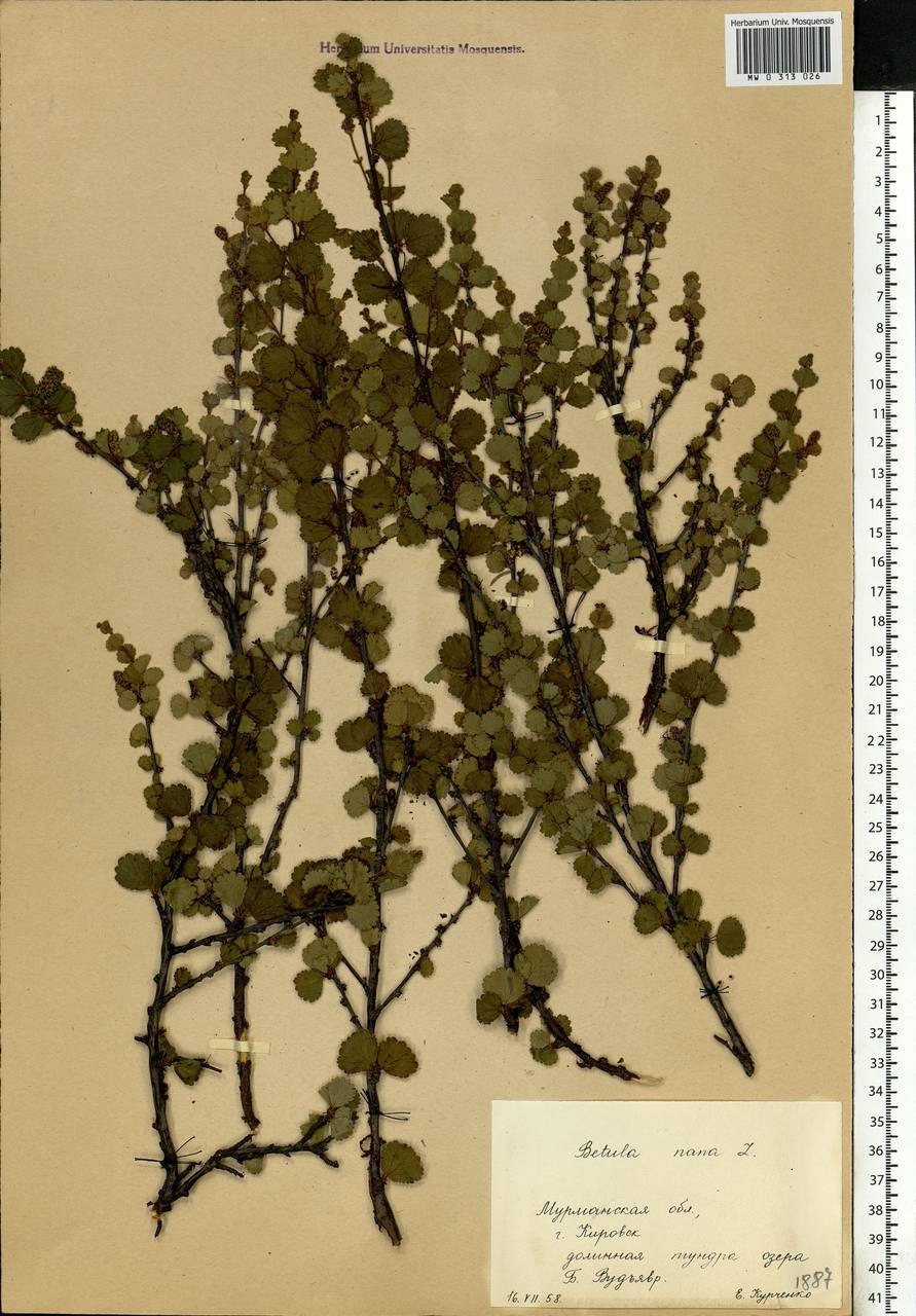 Гербарий карликовая береза