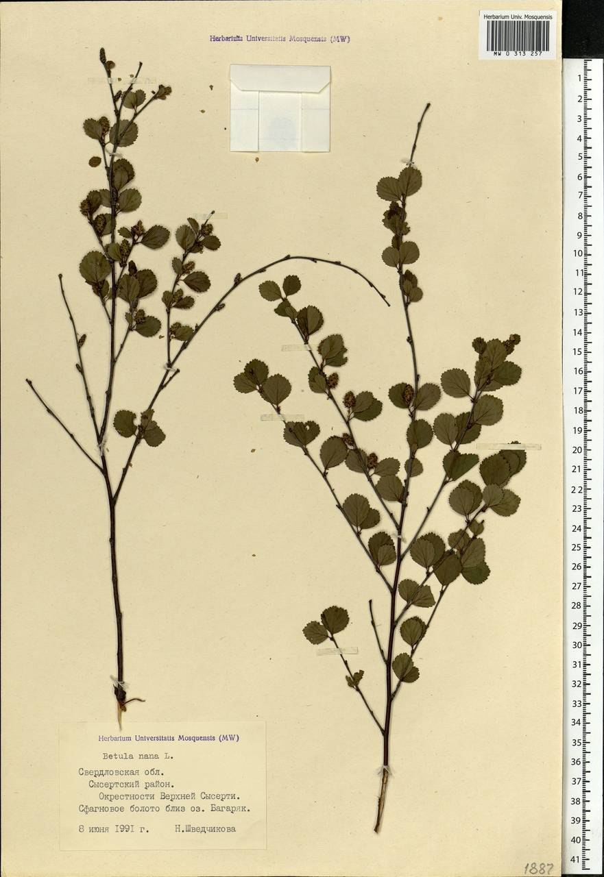 Карликовая береза зона обитания