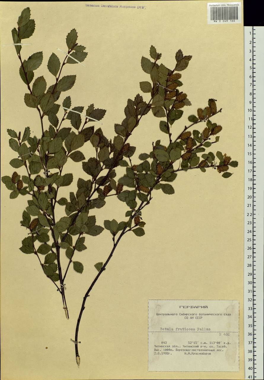 Берёза Betula Nana