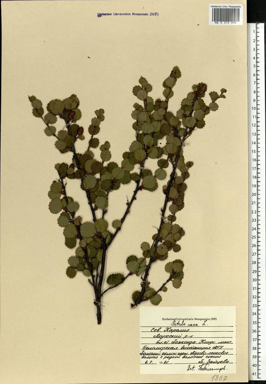 Семена карликовой березы