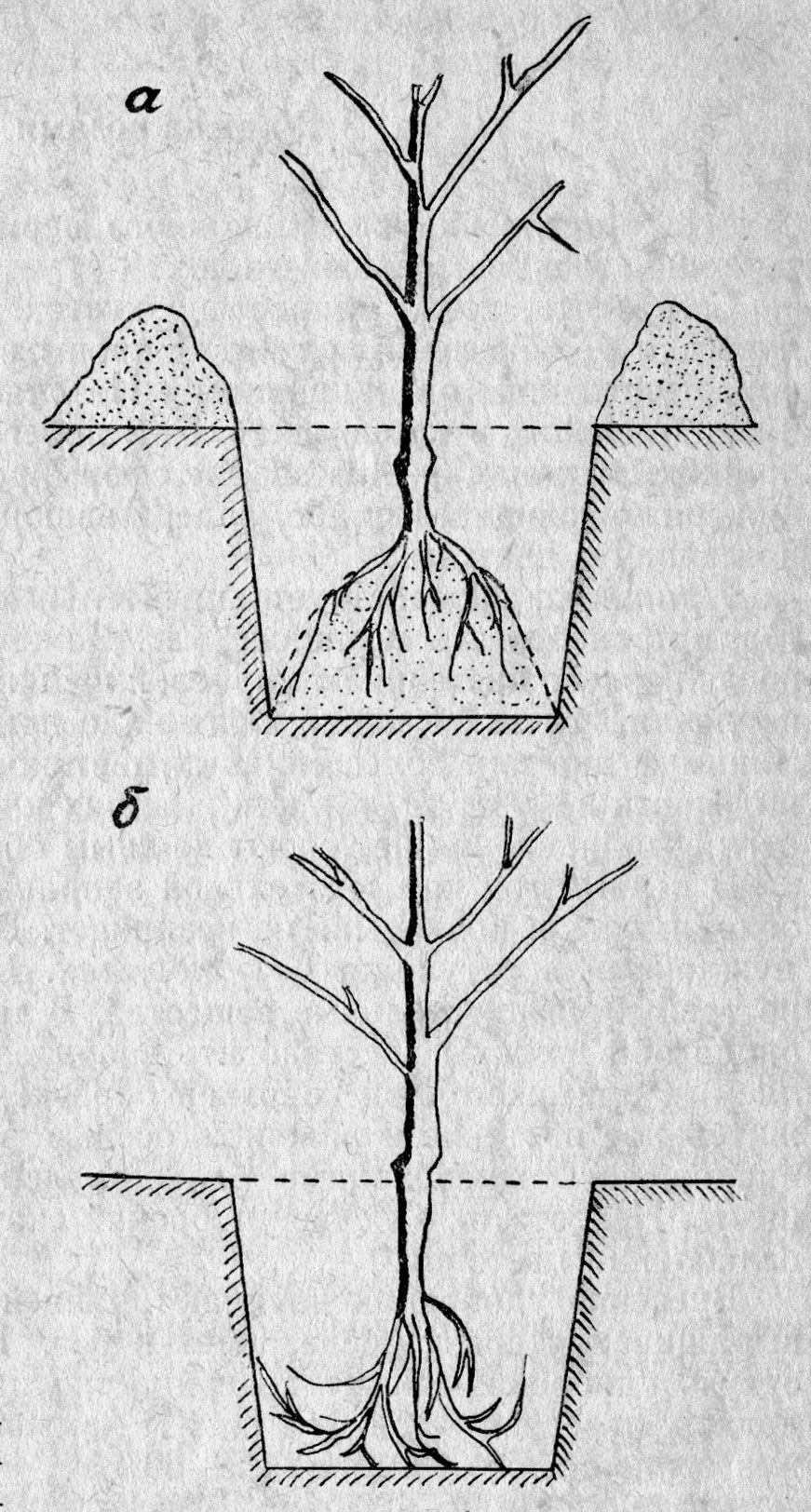 Обрезка роз для черенкования