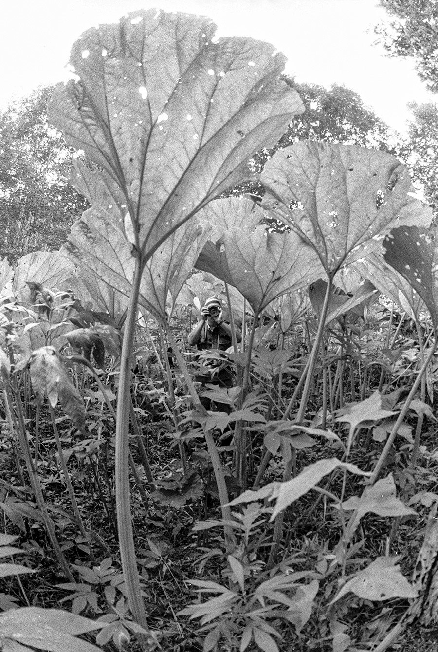 Растение Сахалинский лопух