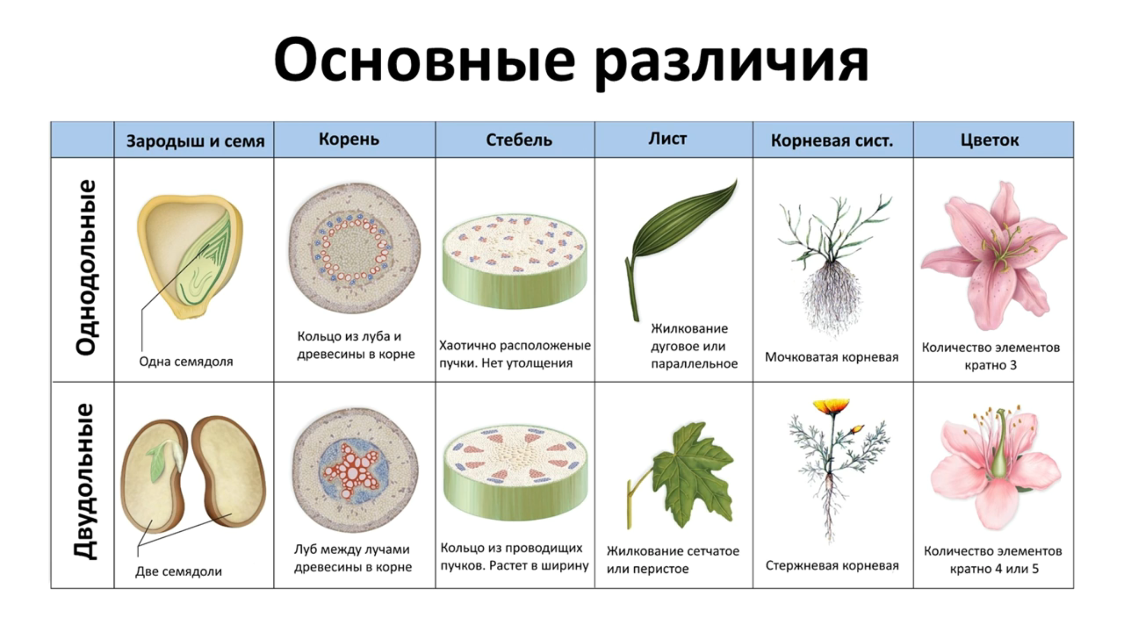 Какая область ботанической науки изучает рост растений