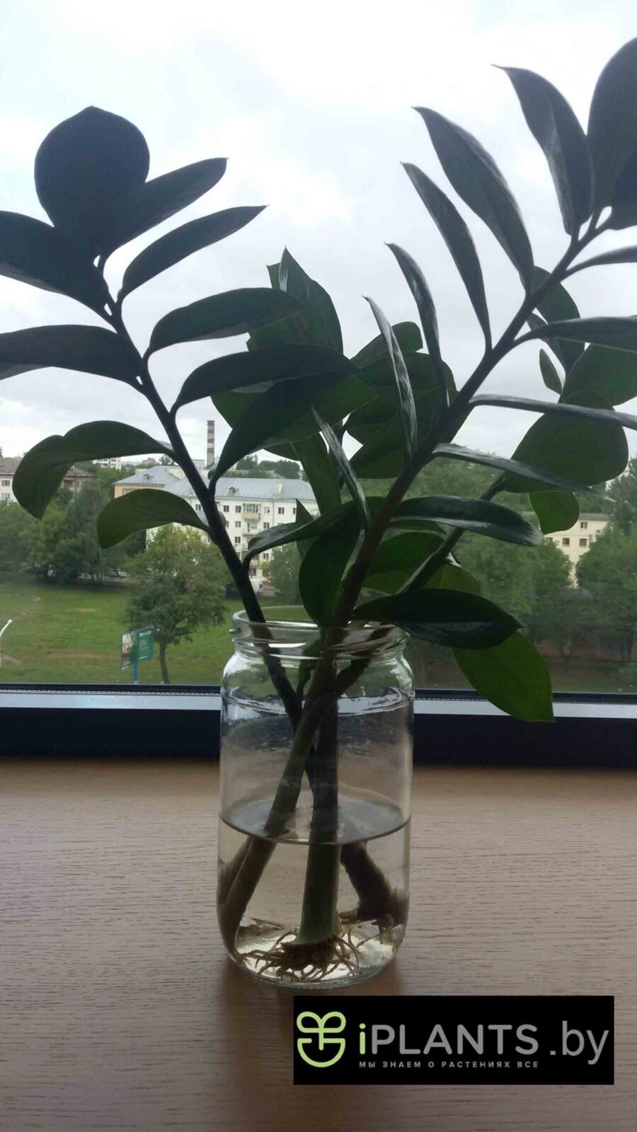 Замиокулькас строение