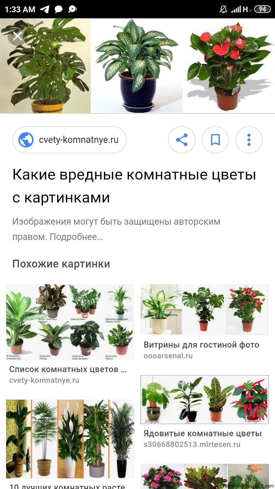 Ядовитое комнатное растение Диффенбахия
