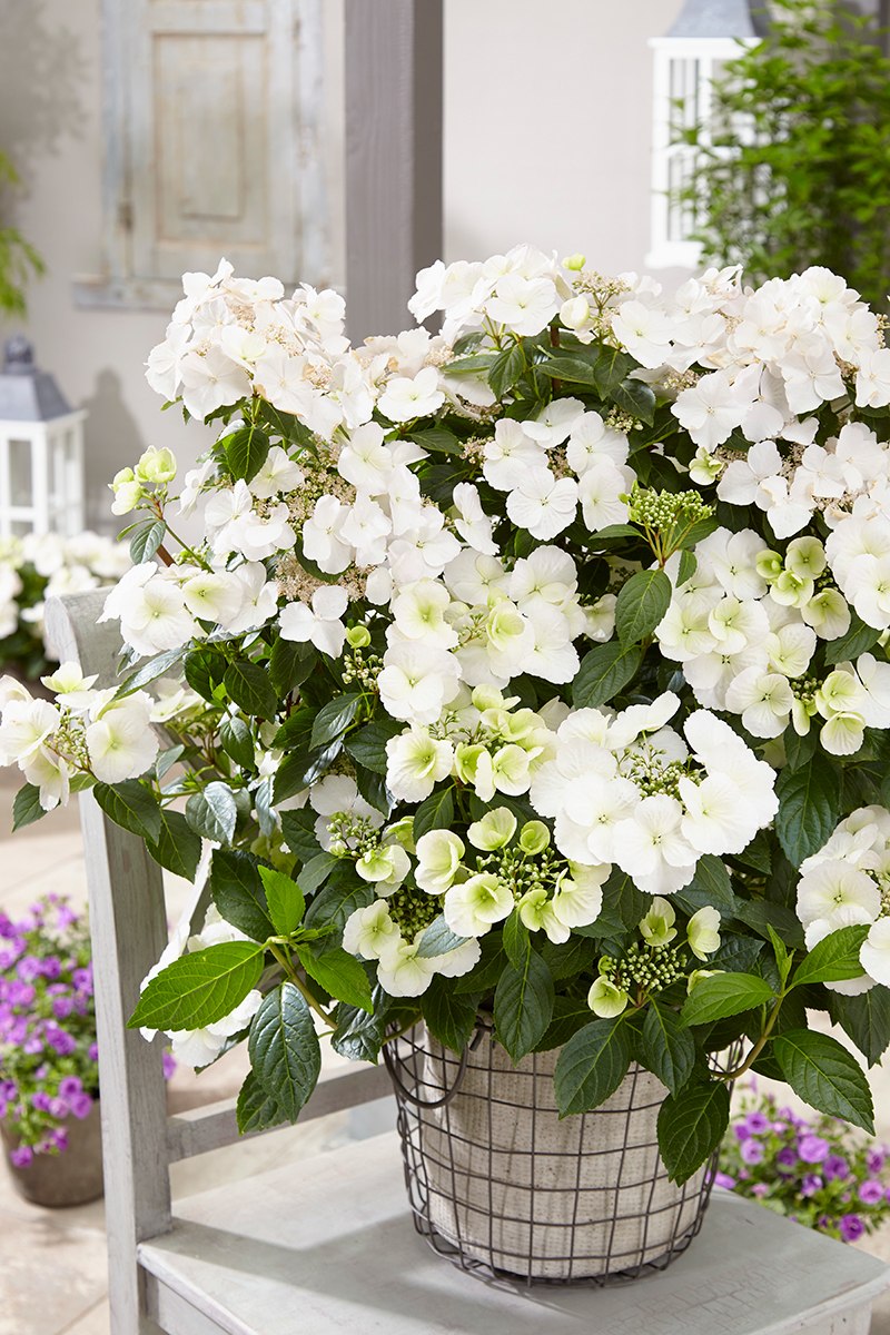 Гортензия гибридная Ранвей Брайд