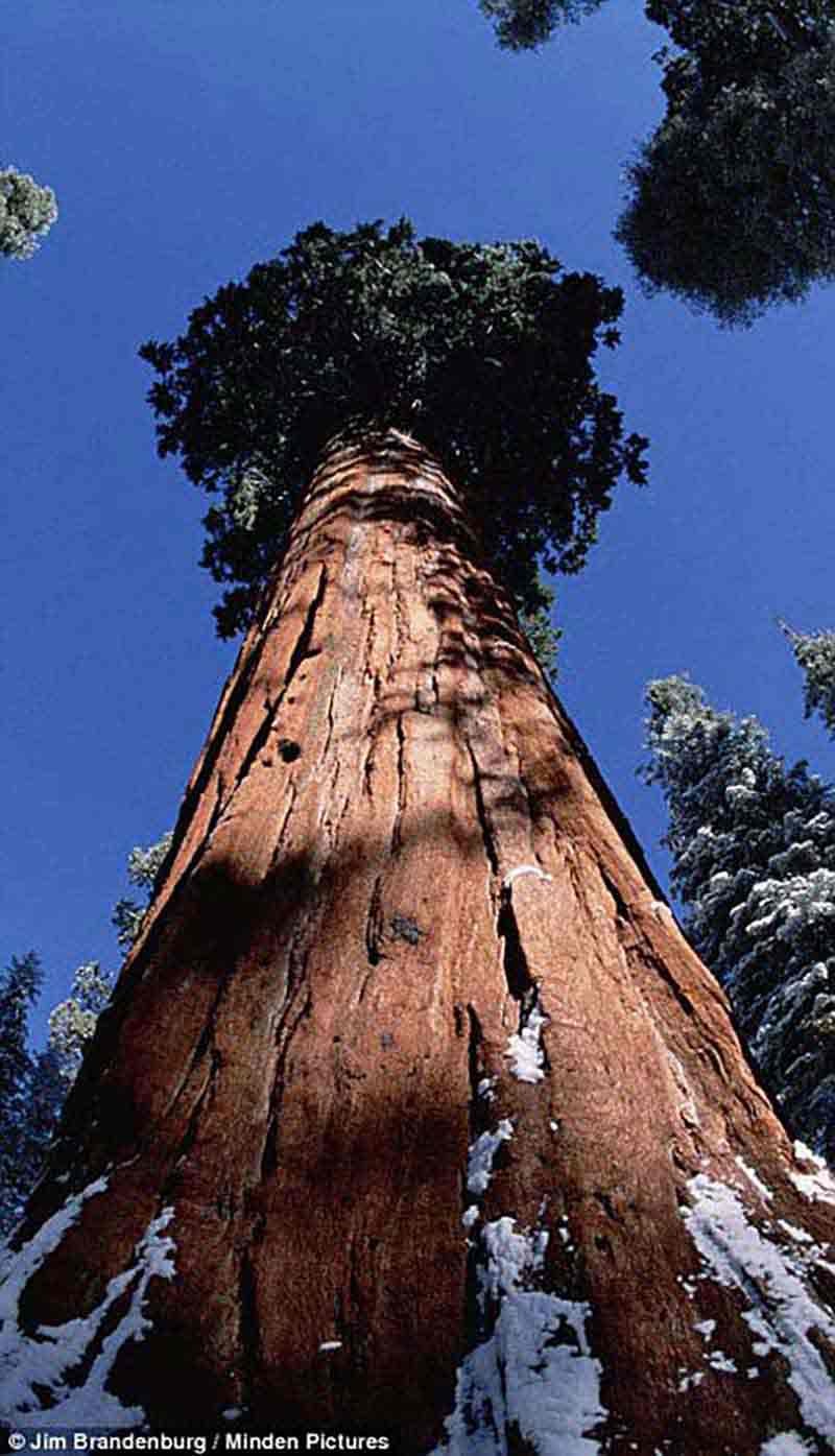 Гигантская Секвойя дупло