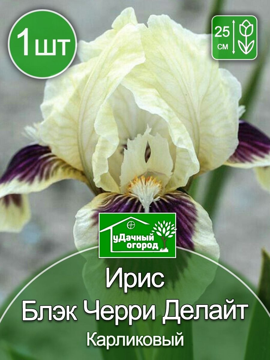 Ирис Гилт бай Ассоциэйшен