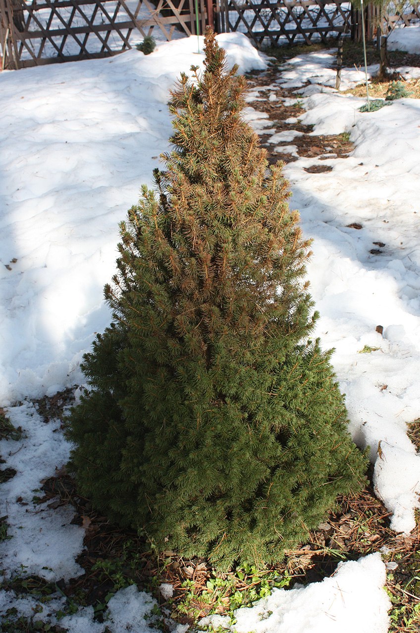 Ель Коника трахеомикоз