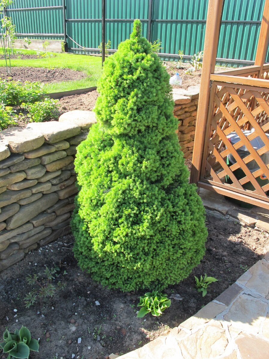 Ель канадская conica