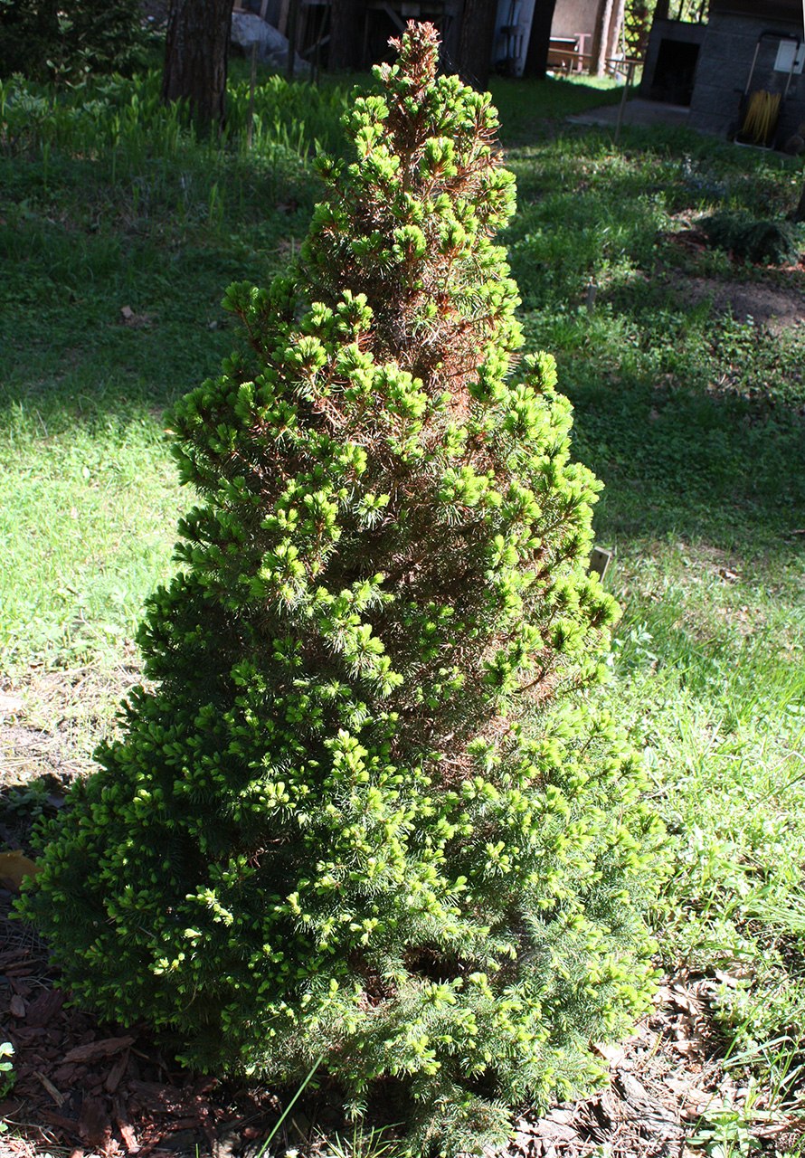 Корневая шейка у вишни