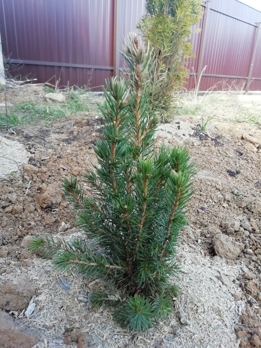 Ель канадская Коника Десембер