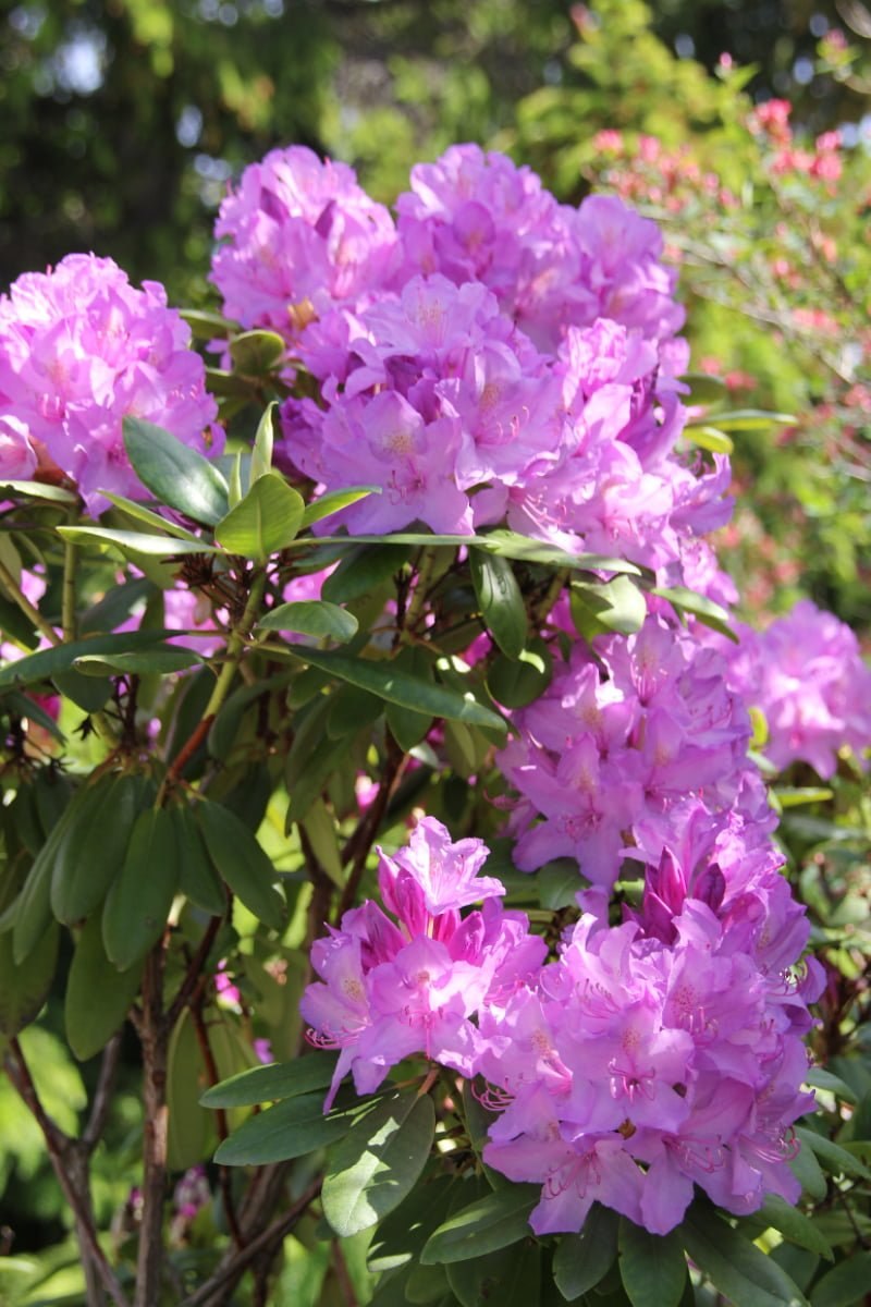 Рододендрон якушиманский