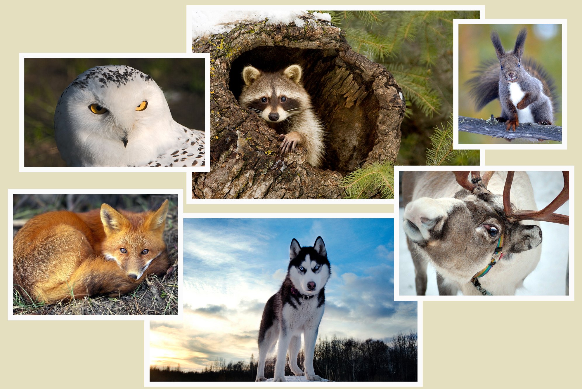 Какие животные есть в якутии. Животные Республики Саха Якутия. Животные Сибири. Растительный и животный мир Якутии.