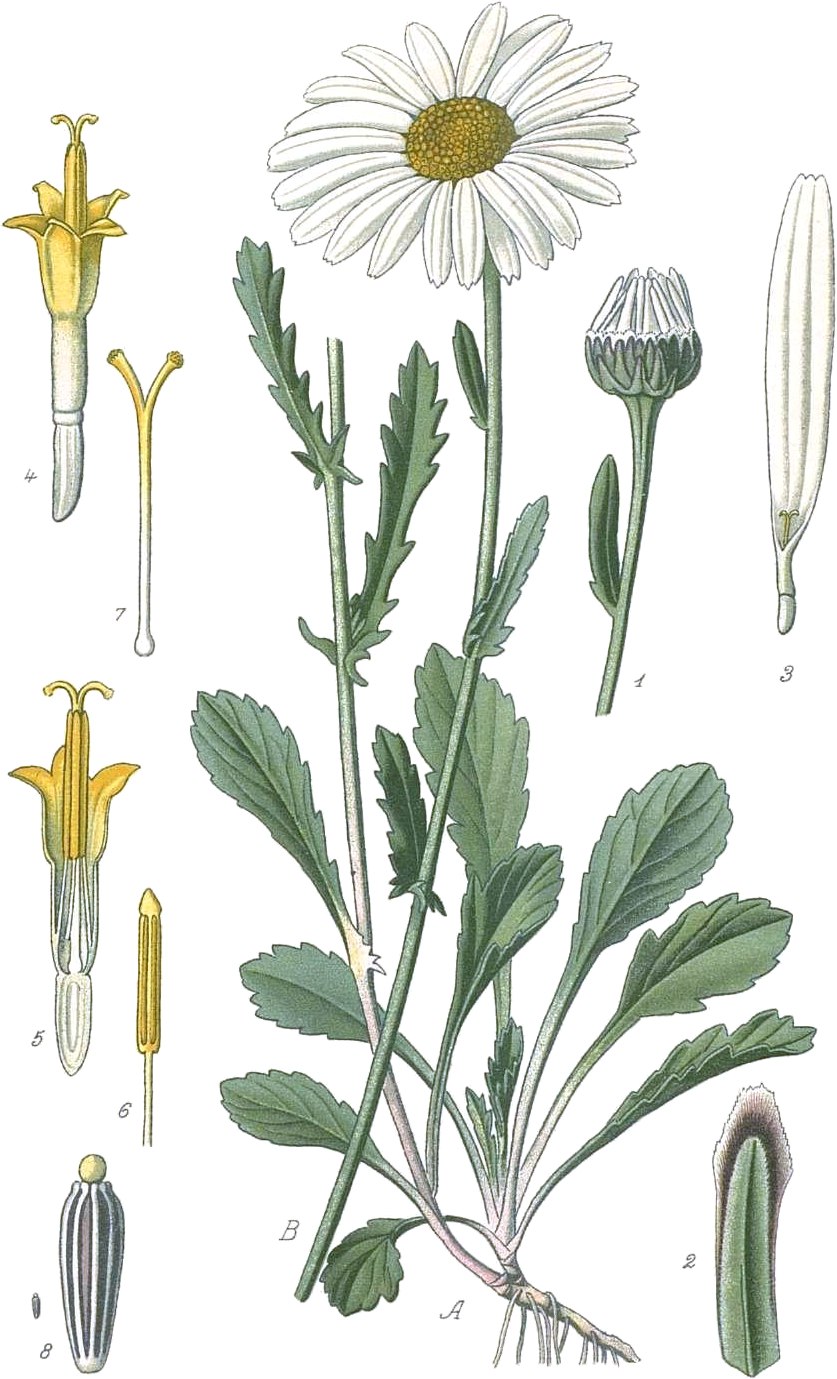 Нивяник обыкновенный трава