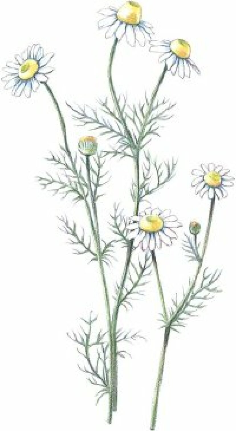 Ромашка аптечная (лат. Matricaria Chamomilla l.)