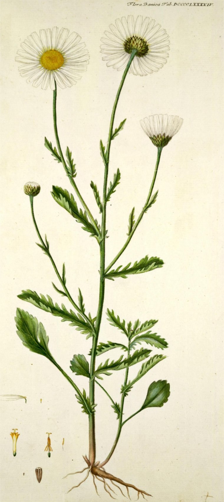 Нивяник обыкновенный побеги