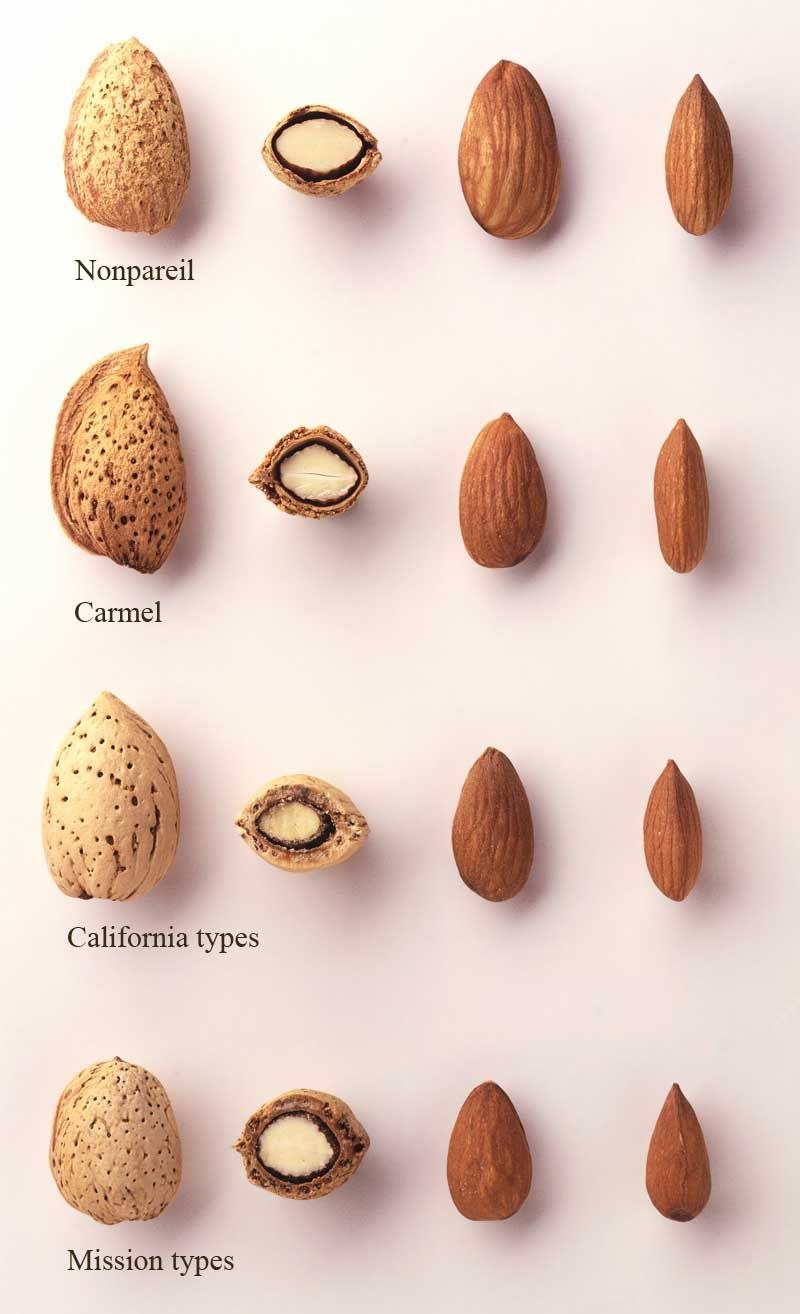 Миндаль Горький дерево