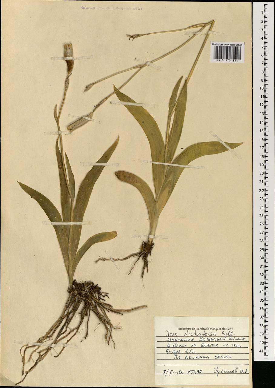 Iris dichotoma