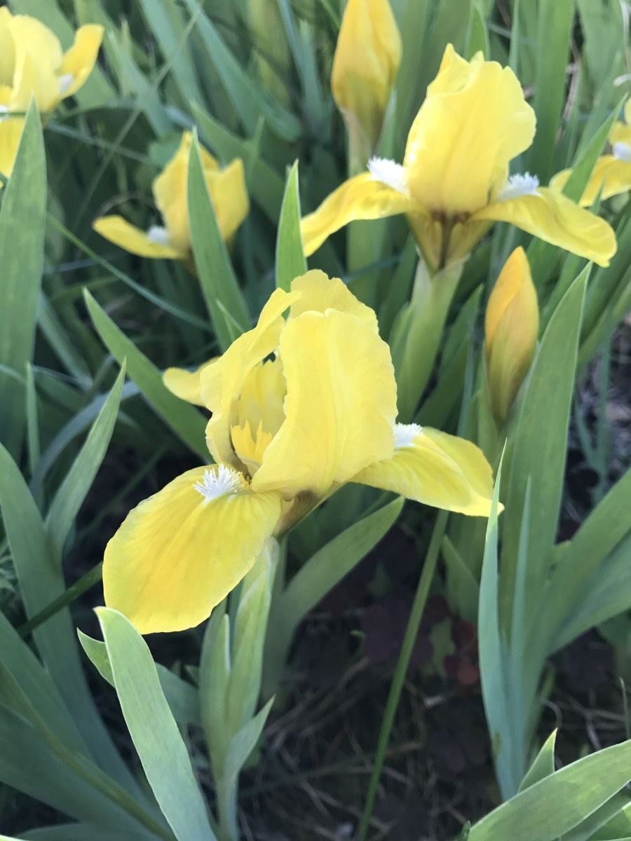 Ирис карликовый оранж капер