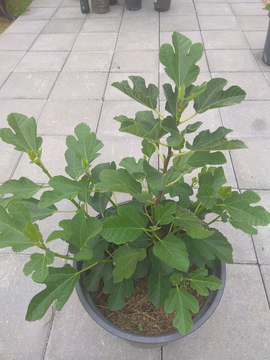 Семейство тутовых инжир