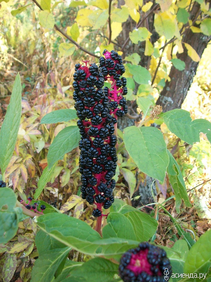 Дикорастущий лаконос