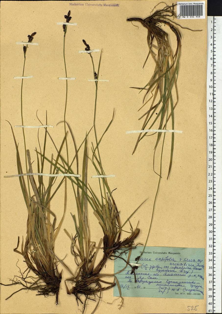 Carex ensifolia SSP. Arctisibirica