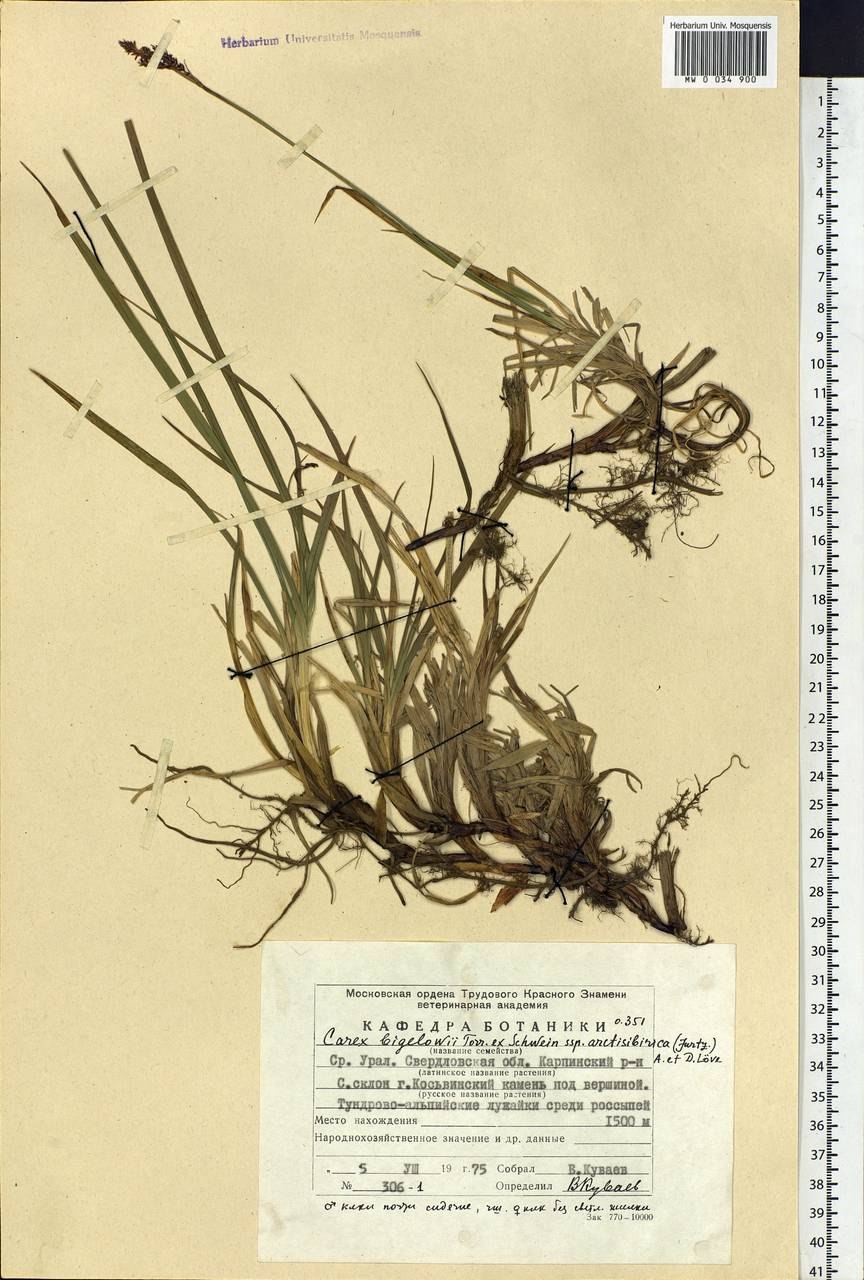 Осока топяная