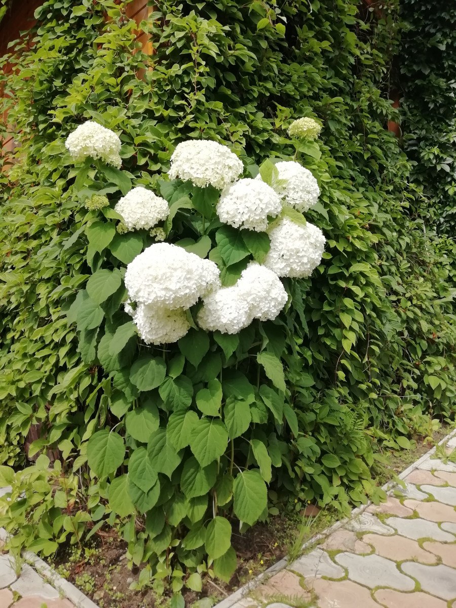 Гортензия инкредибл