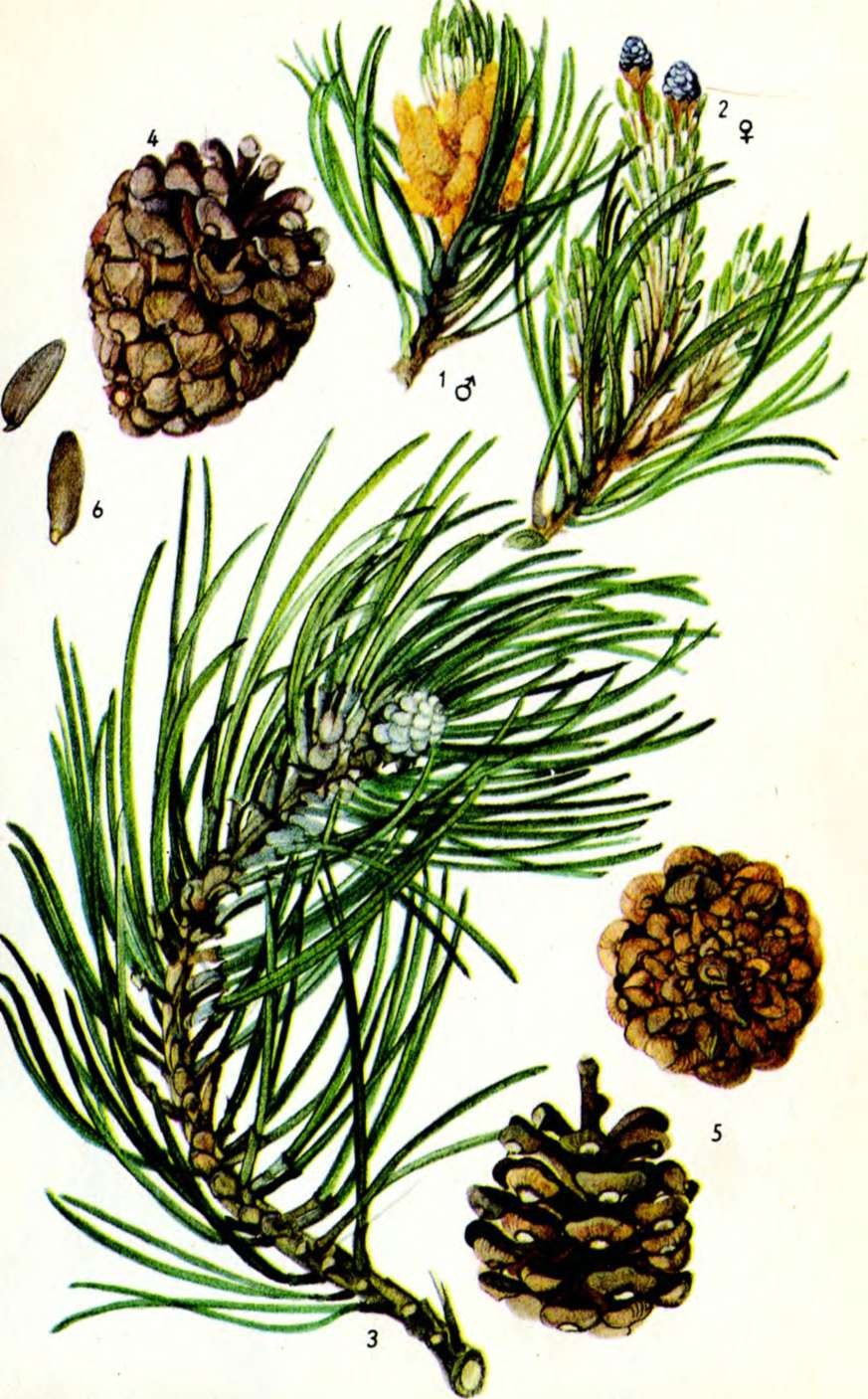 Сосна Муго шишки