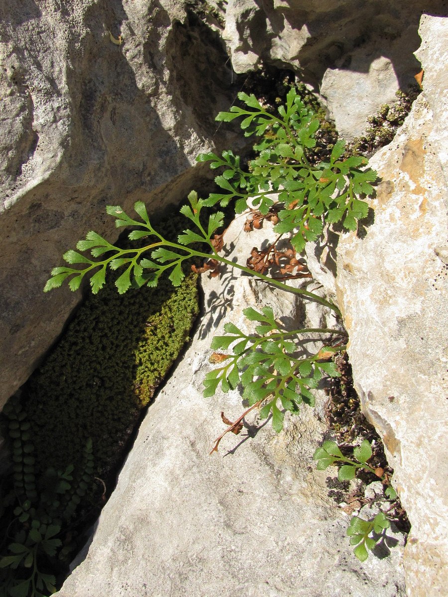 Asplenium Ruta-muraria