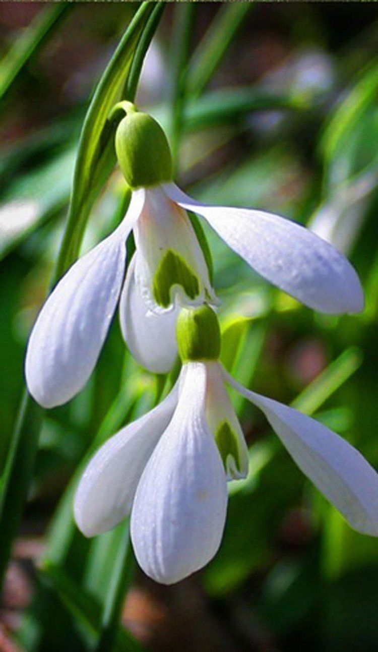 Первоцветы Ставрополья