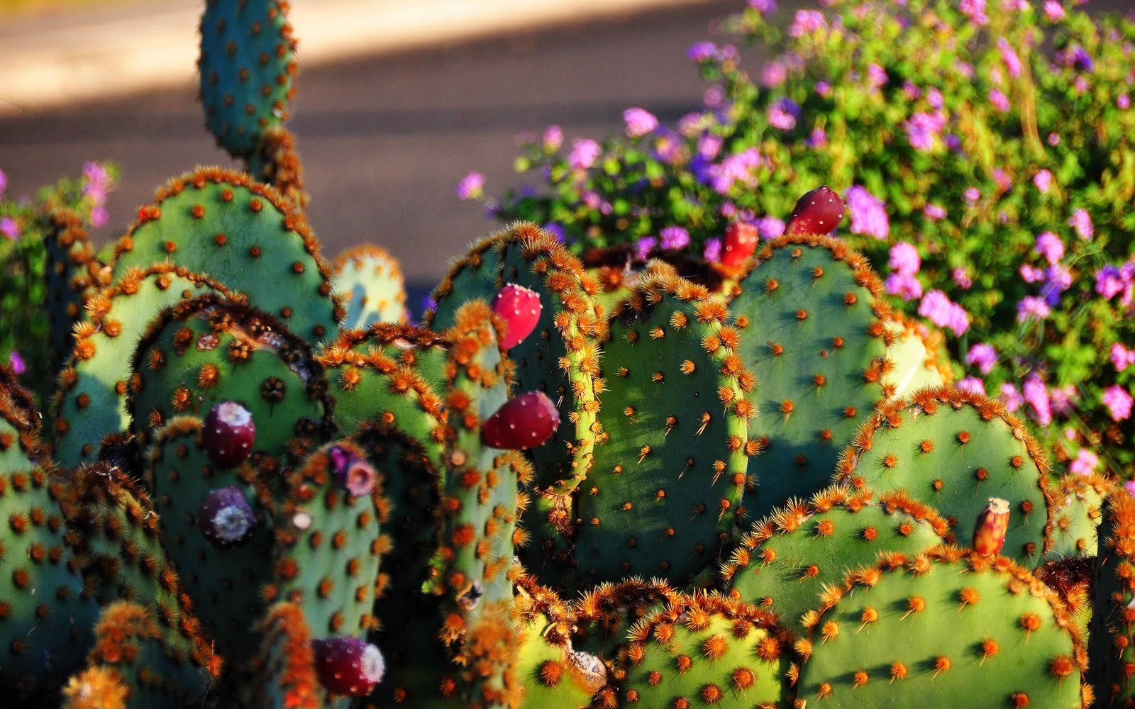 Цвет Cactus