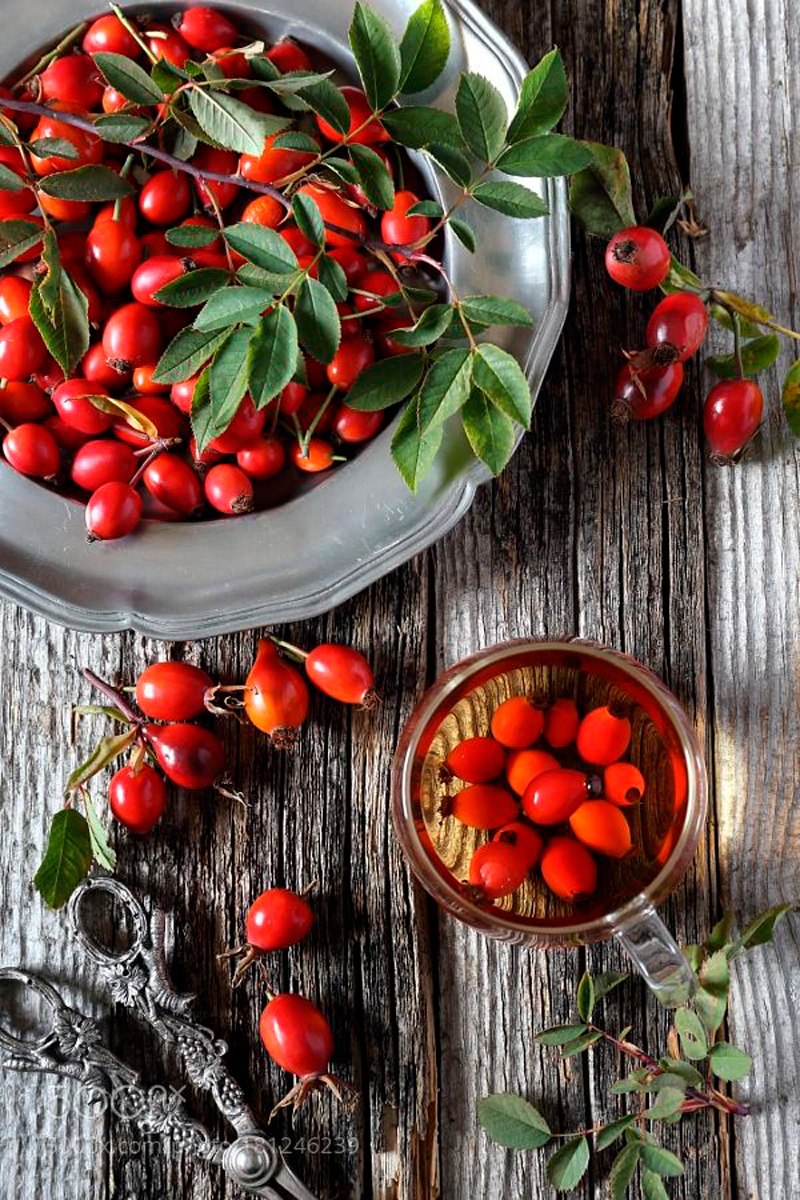 Отвар из шиповника