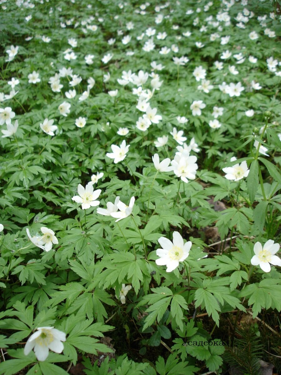 Ветреница анемона Луговая