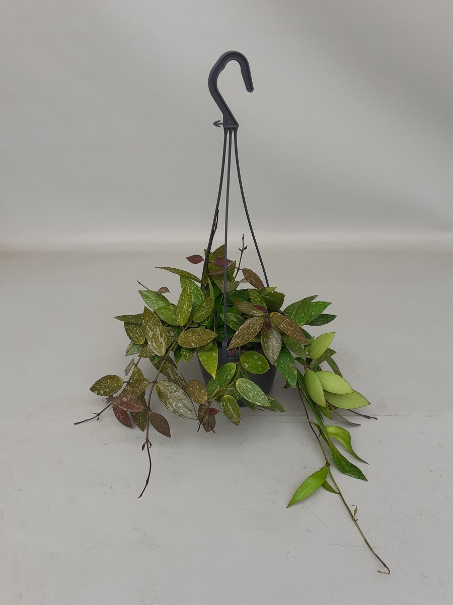 Хойя ruscifolia