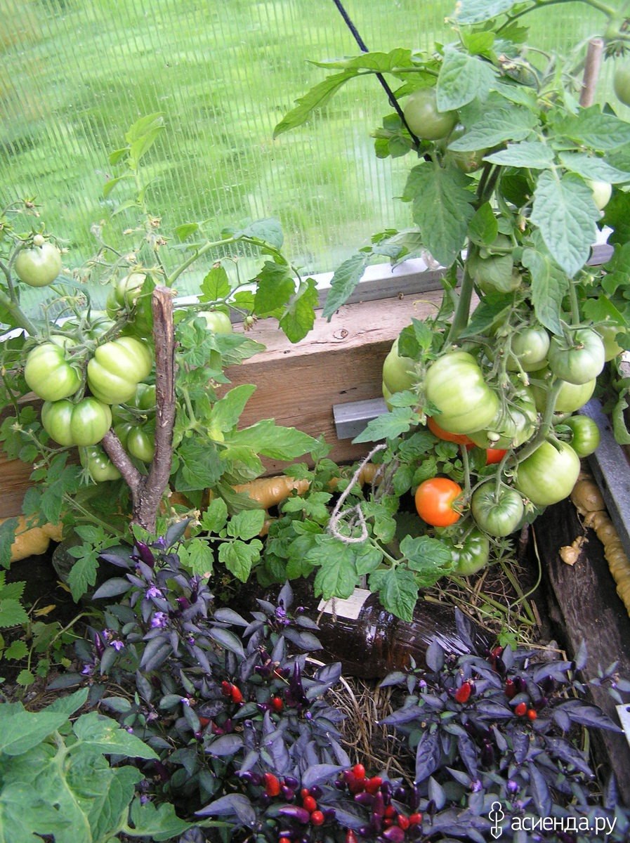 Гавриш томат Бони мм