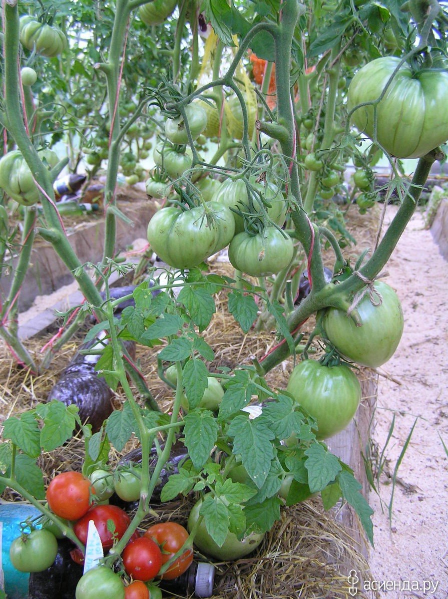 Помидоры Бони м