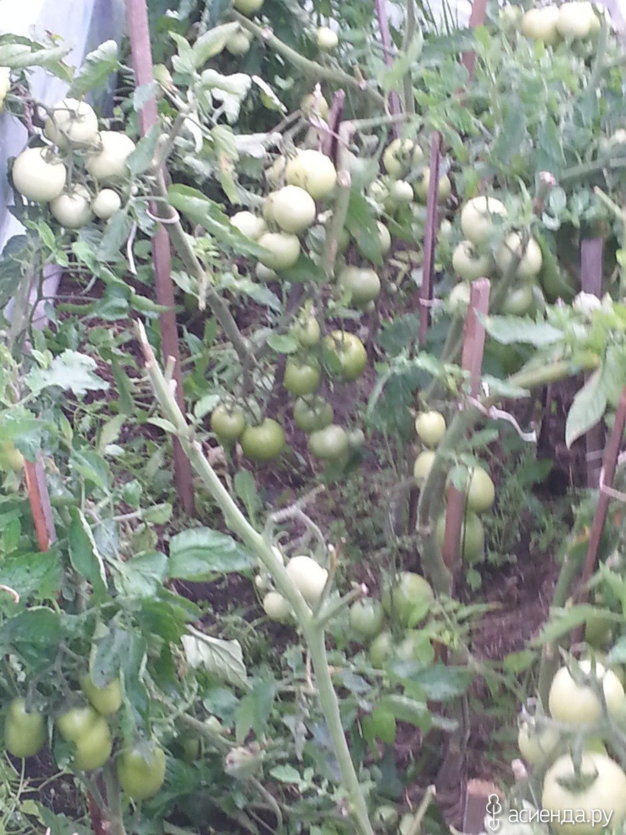 Помидоры Гаврош сорта