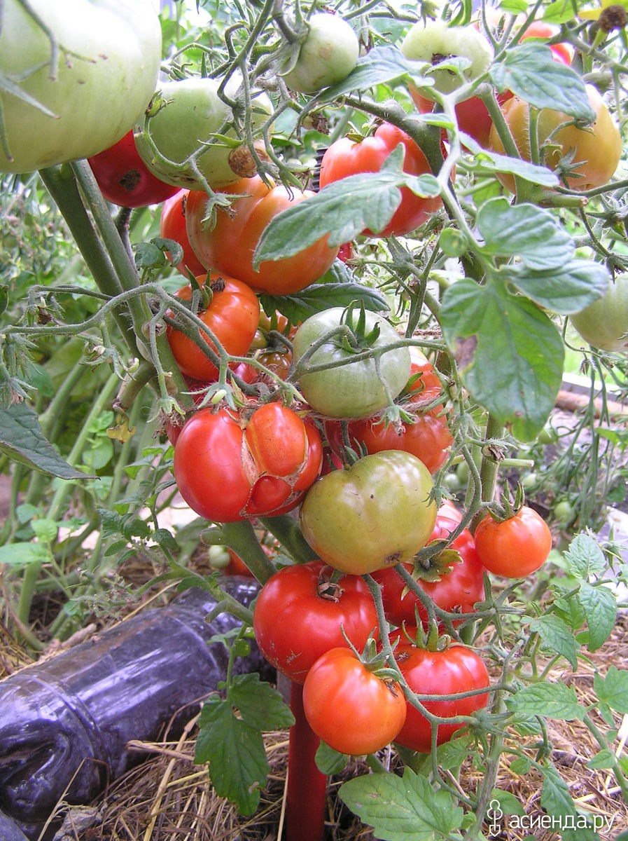 Сорт томатов Бони м