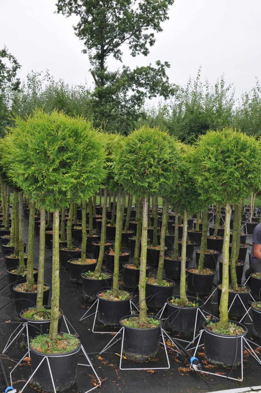 Туя Западная Смарагд Чупа-Чупс