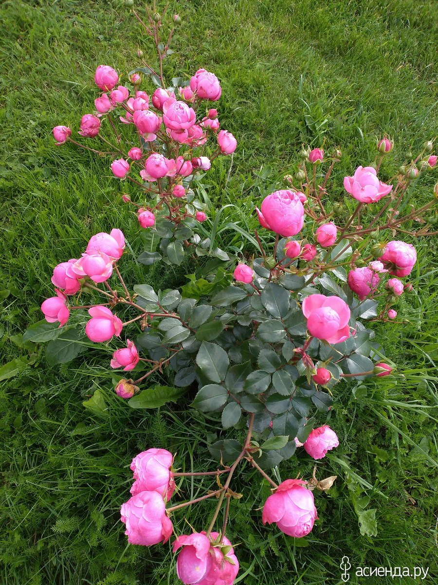 Роза Помпонелла Саммерхаус