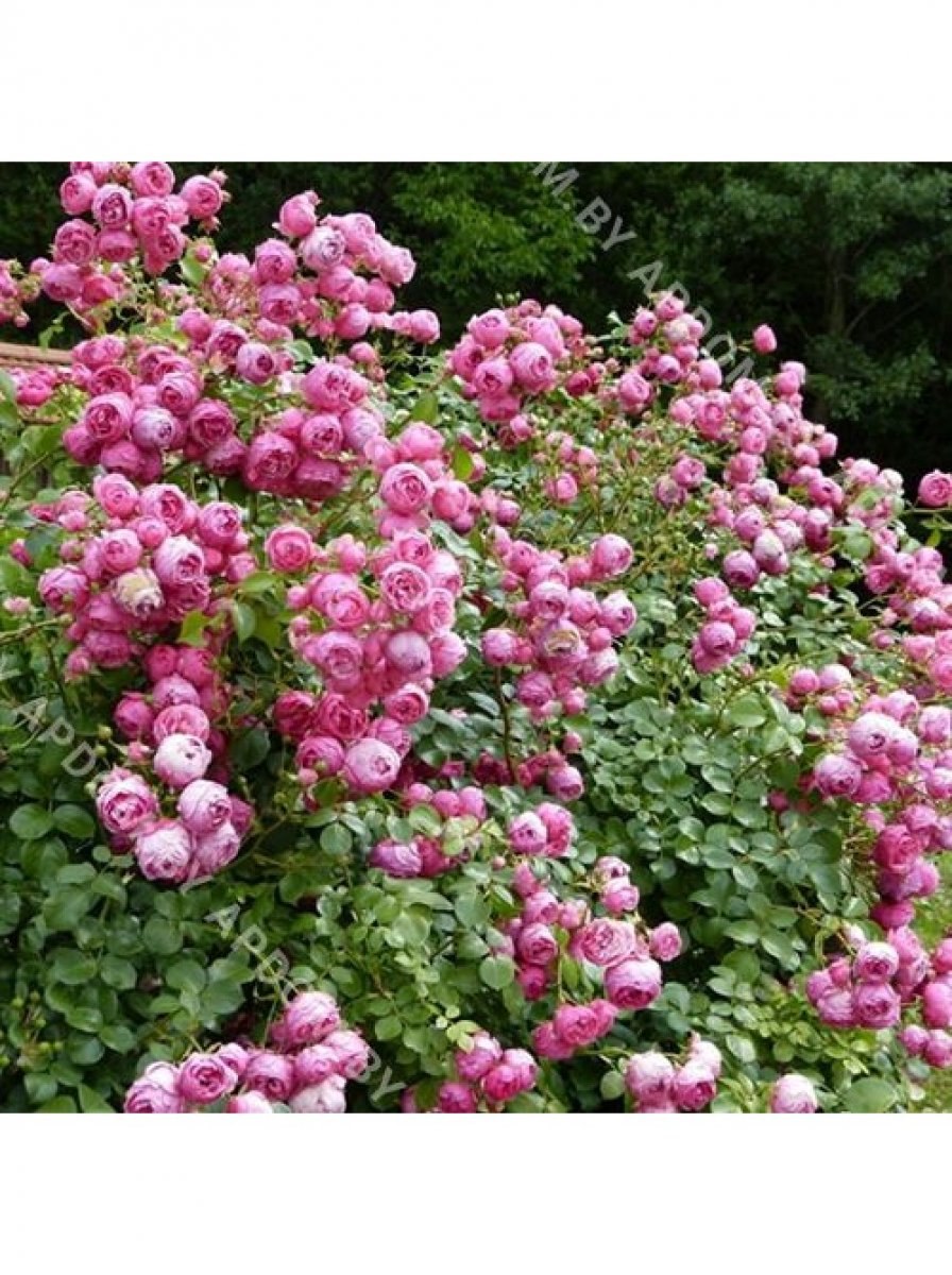 Роза помпонелла